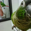 sbirdman